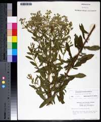 Eupatorium semiserratum image