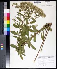 Eupatorium semiserratum image