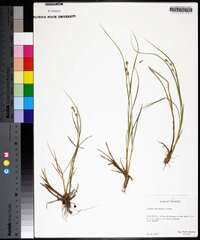 Carex echinata image