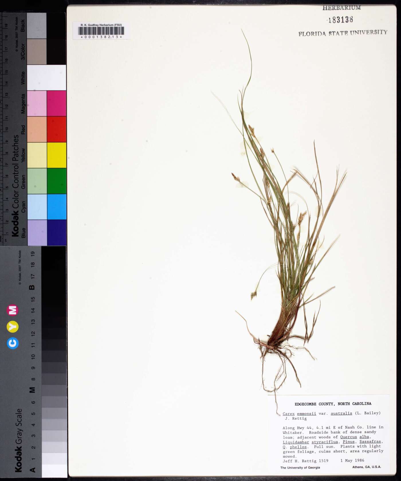 Carex emmonsii var. australis image