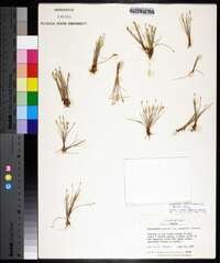 Eleocharis coloradoensis image