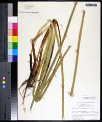 Eleocharis equisetoides image