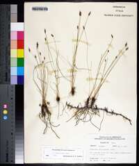 Eleocharis erythropoda image