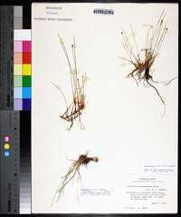 Eleocharis montevidensis image