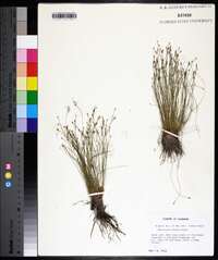 Eleocharis minima image