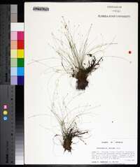 Eleocharis minima image