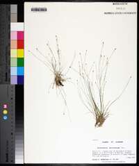 Eleocharis microcarpa image