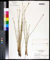 Eleocharis melanocarpa image