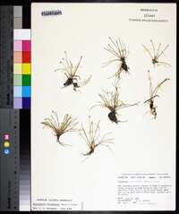 Eleocharis flavescens image