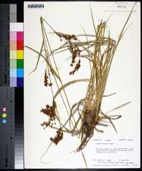 Scirpus pendulus image