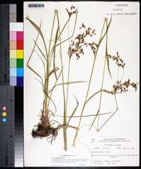 Scirpus pendulus image