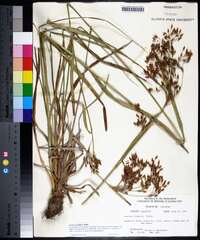 Scirpus pendulus image