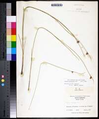 Scleria georgiana image