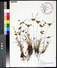 Cyperus croceus image