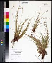 Carex physorhyncha image