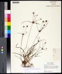 Cyperus grayioides image