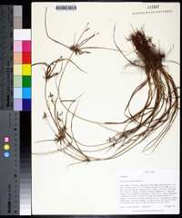 Cyperus grayioides image