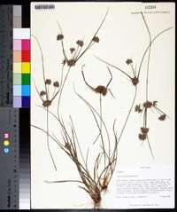 Cyperus grayioides image
