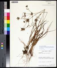Cyperus grayioides image