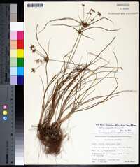 Cyperus grayioides image
