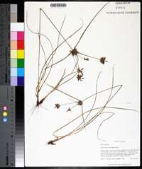 Cyperus grayioides image