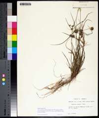 Cyperus grayi image