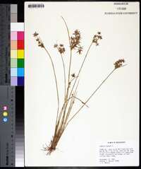 Cyperus haspan image