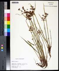 Cyperus haspan image