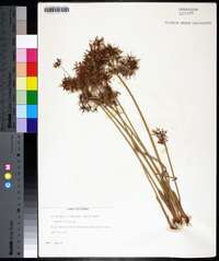 Cyperus haspan image