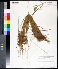 Cyperus haspan image