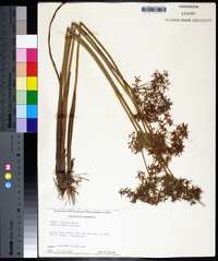 Cyperus haspan image