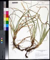 Carex picta image