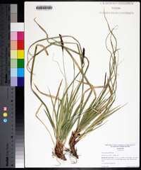 Carex picta image