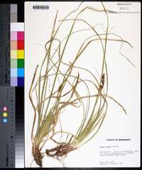 Carex picta image