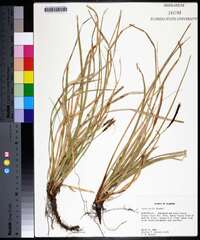 Carex picta image