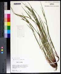 Carex planispicata image