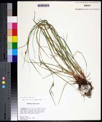 Carex planispicata image