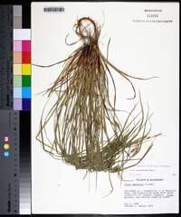 Carex planispicata image