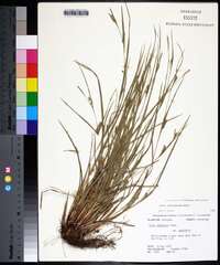 Carex planispicata image