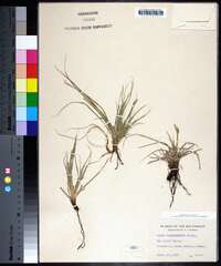 Carex planostachys image