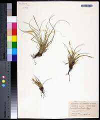 Carex planostachys image