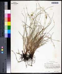 Carex planostachys image