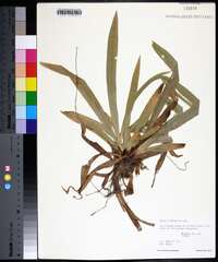 Carex plantaginea image