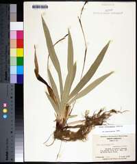 Carex plantaginea image