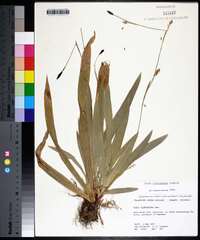 Carex plantaginea image