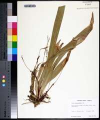 Carex plantaginea image