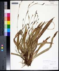 Carex plantaginea image