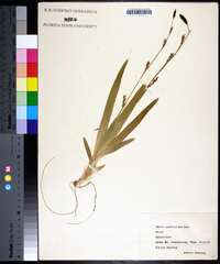 Carex plantaginea image