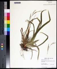 Carex platyphylla image