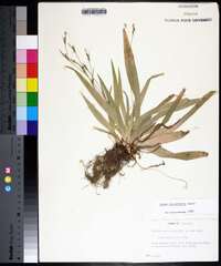 Carex platyphylla image